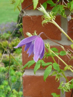 Spring Clematis on the New Pergola